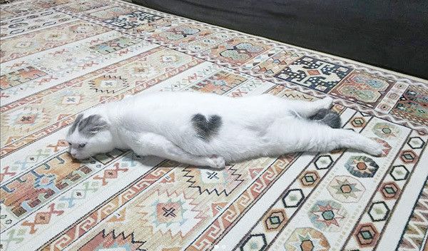 寝転ぶスコティッシュフォールド