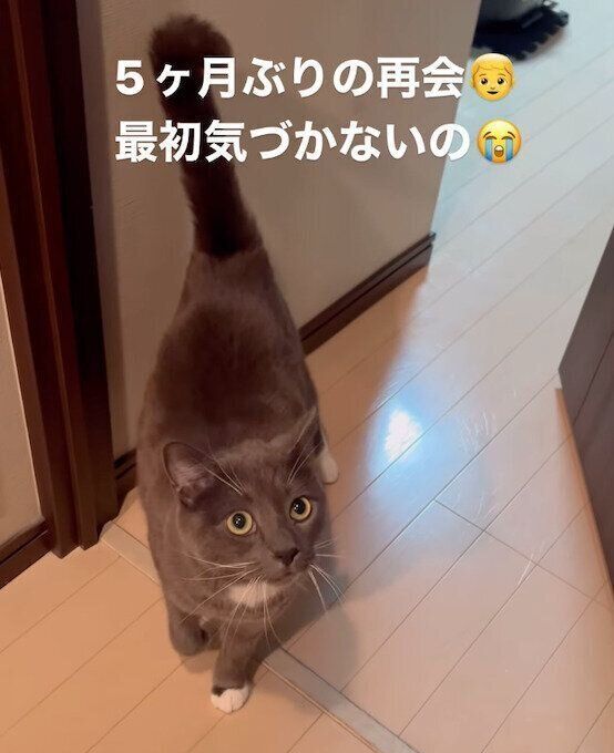 飼い主さんのことを見つめるハルくん