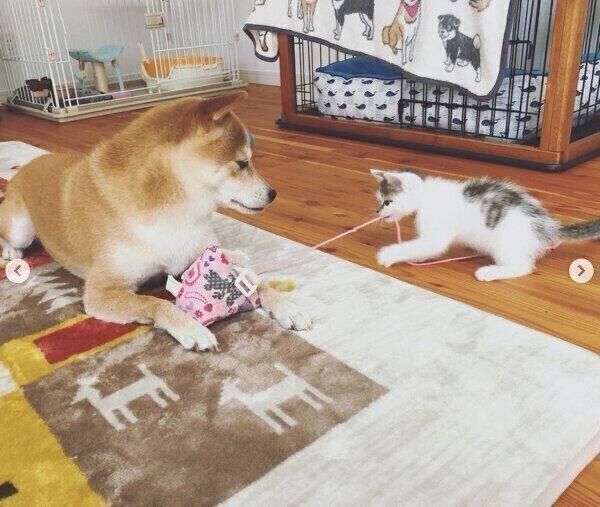 ちくわくんの子守をするリンタローくん