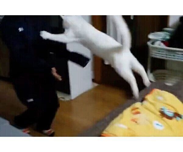 飼い主さんのもとに全力でジャンプするテトくん