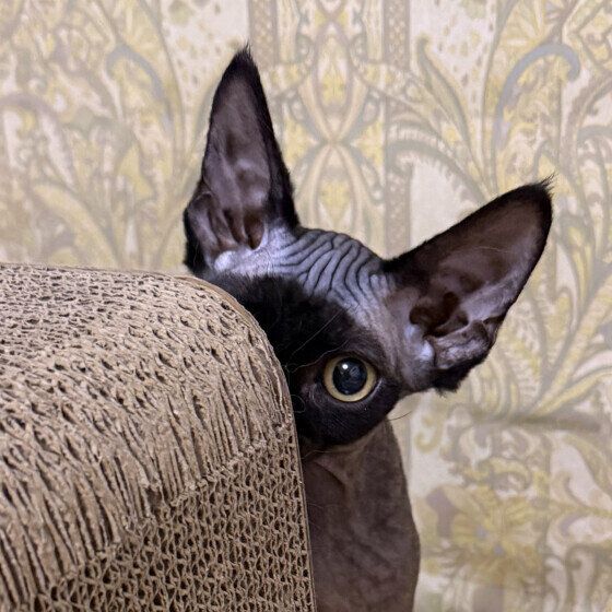 デボンレックスの珊瑚ちゃん