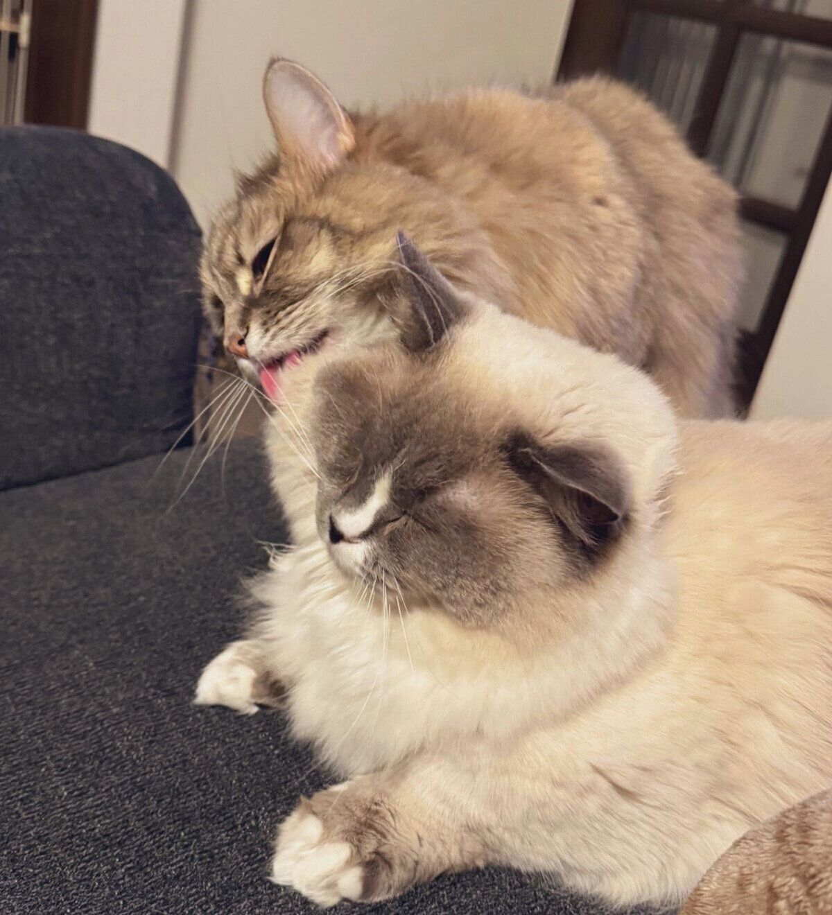 ココくんの毛繕いをするビビちゃん