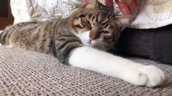 なでなでされている猫
