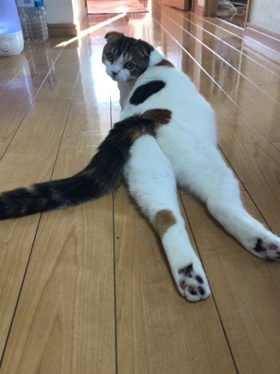 床に寝ているスコティッシュフォールド