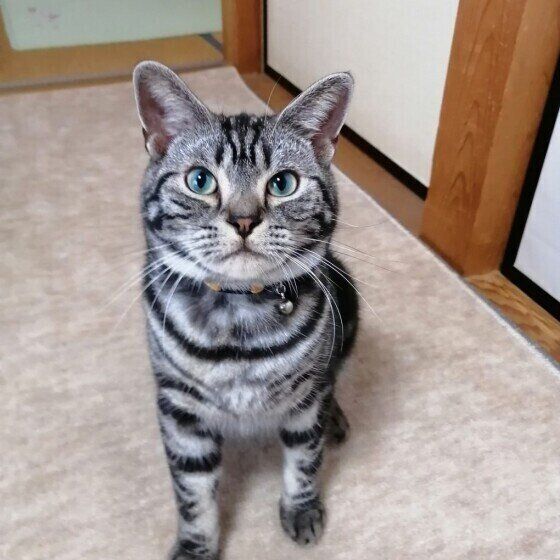 アメリカンショートヘアのOreoくん♪