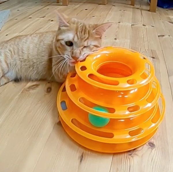 おもちゃにイライラする猫