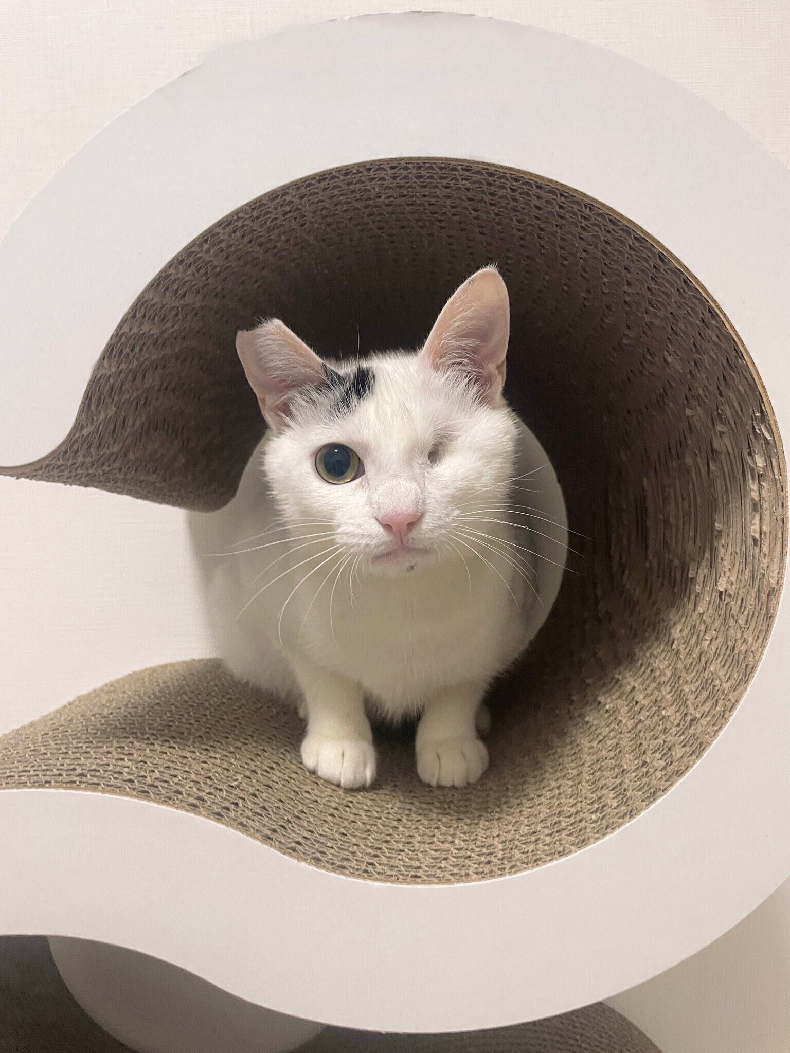 こちらをみつめるよもぎちゃん