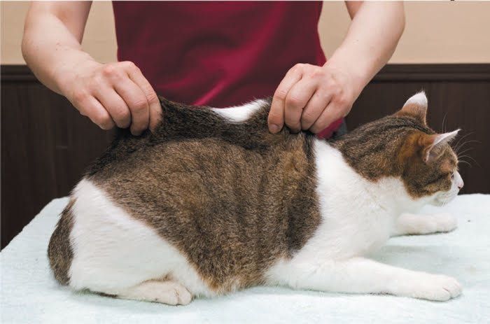 督脈のマッサージ