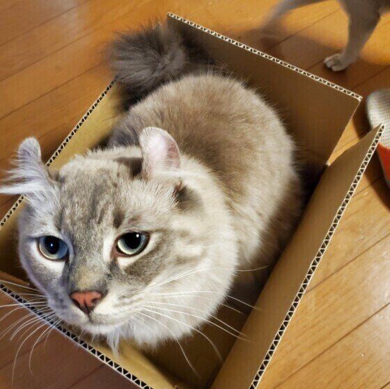 箱に入るアメリカンカール