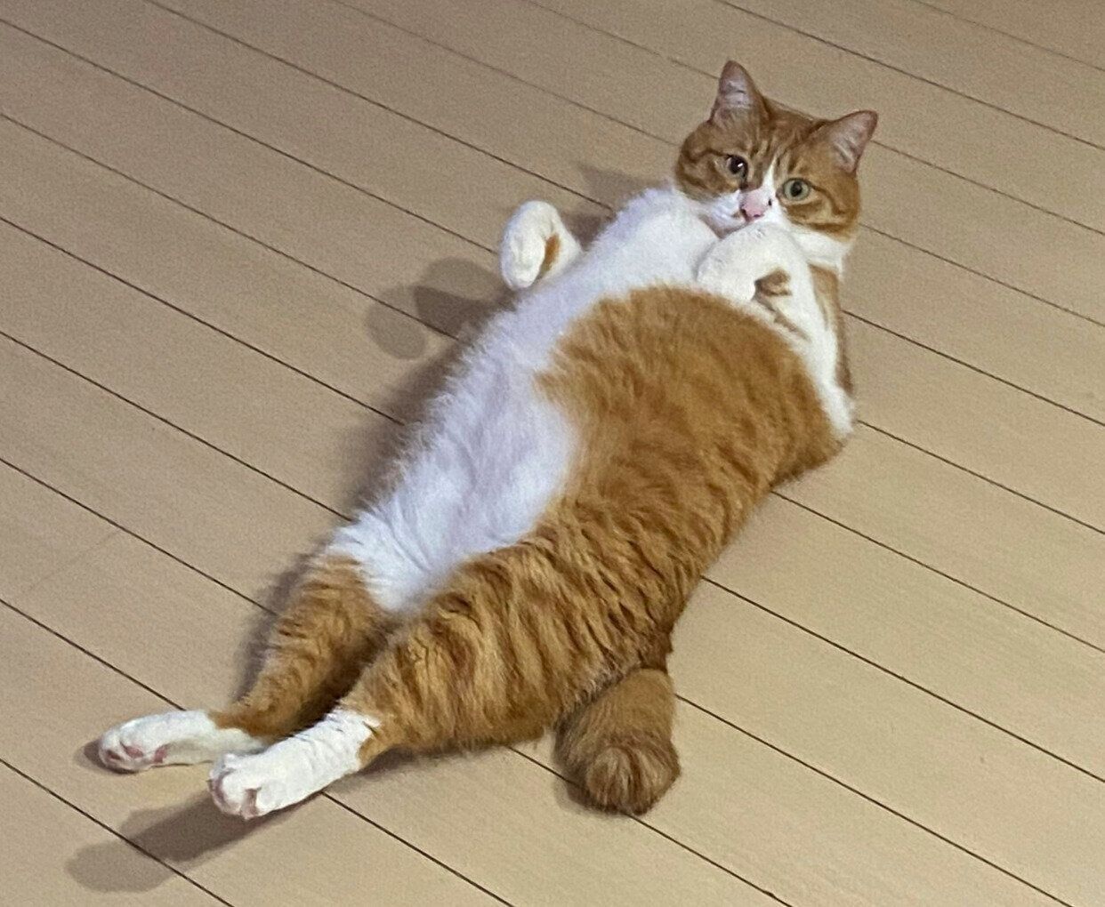 “ヘソ天”するむぎくん