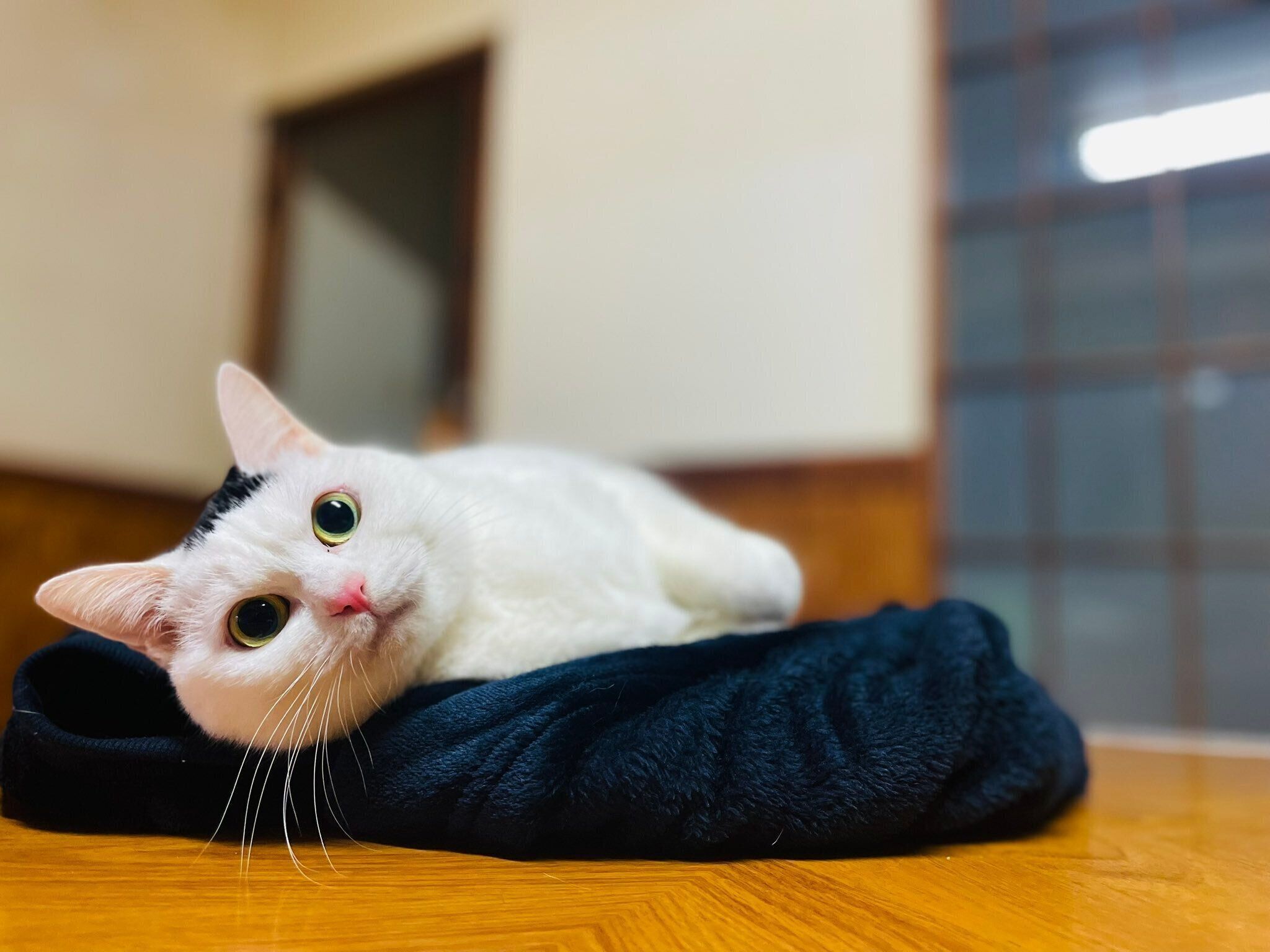 寝転がるぺーちゃん