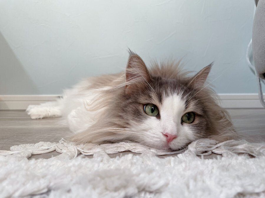 床に寝転がるララちゃん