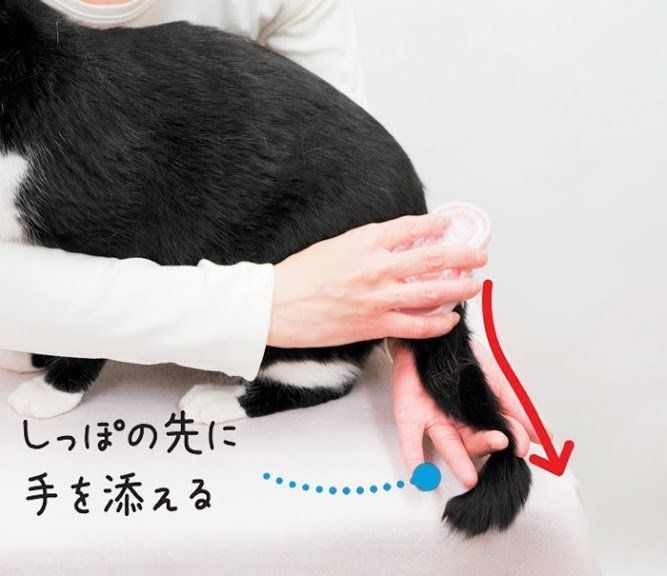 ブラッシング手順4