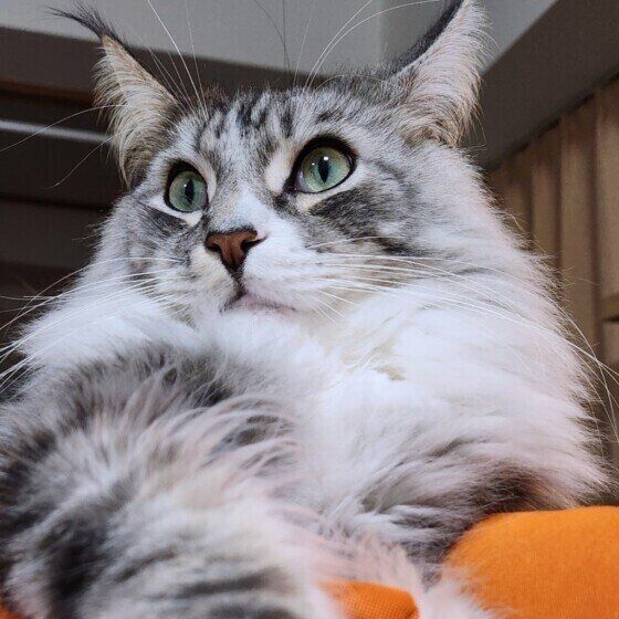 メインクーンの銀太くん