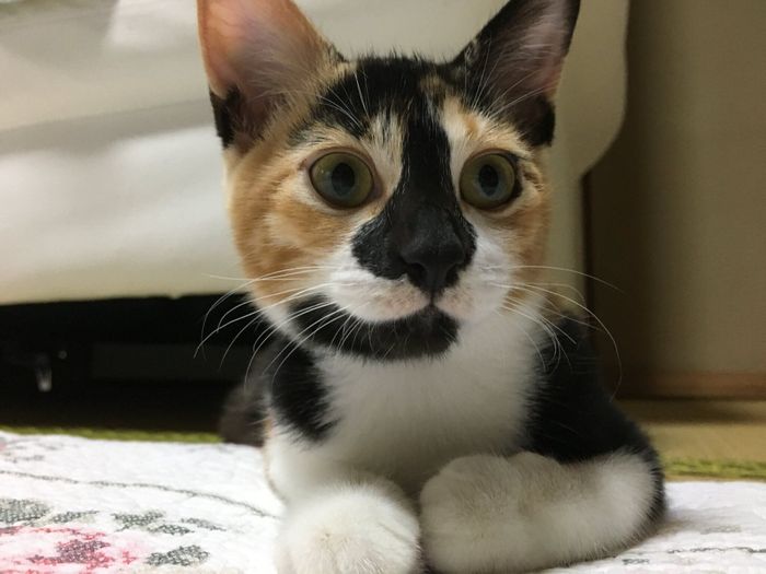 保護して3カ月が経過したころのはなこちゃん