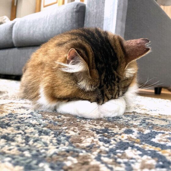 ごめん寝をする日本ネコ