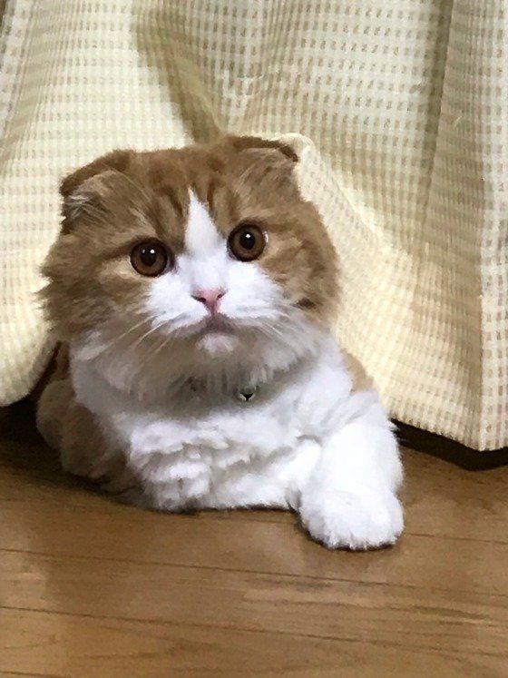 怖くて隠れていたら そっとしておいてほしい 怖がり猫の対処法 ねこのきもちweb Magazine