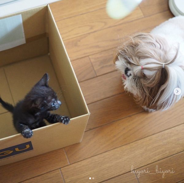 黒猫の月ちゃんとシー・ズーのひよりちゃん