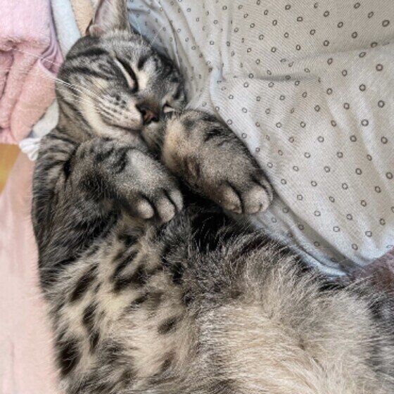 アメリカンショートヘアのそらちゃん