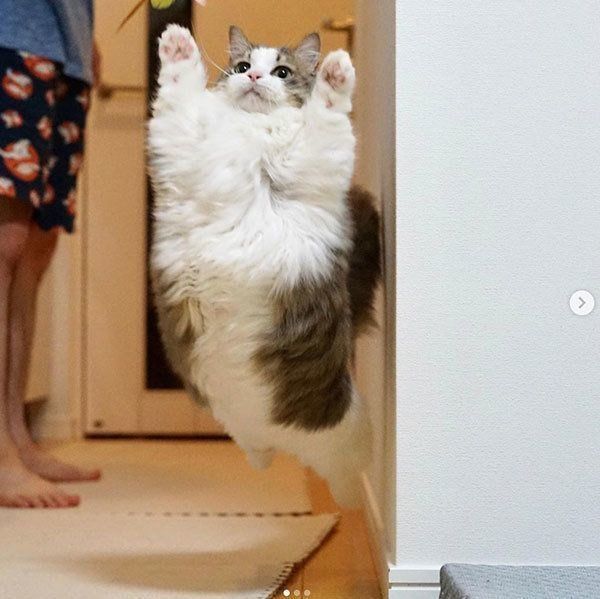 ジャンプするリリーちゃん