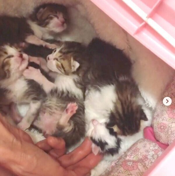 チーム「なにぬねの」結成