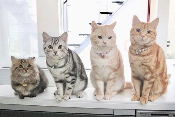 並ぶアメリカンショートヘアとミヌエット