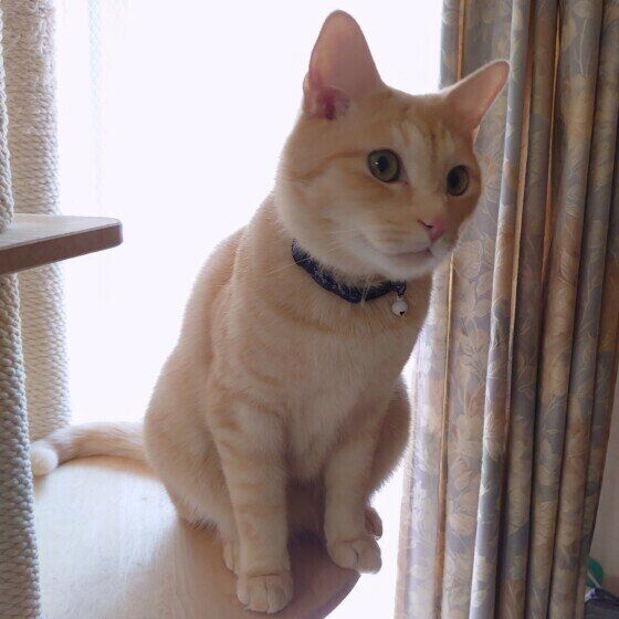 茶トラのうにくん