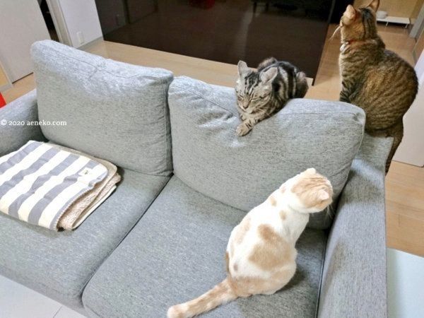 ソファに集まる玄武ちゃん・白虎ちゃん・青龍ちゃん