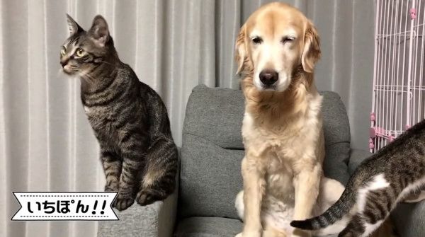 犬を取り囲む猫たち