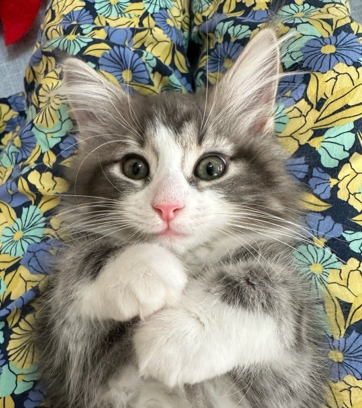 見つめるクレくん