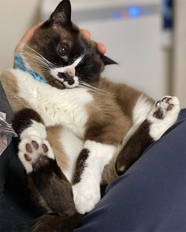 くつろぐみたらしちゃん