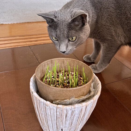 「猫草」ってどんなもの? 猫に与える際に知っておきたいメリット・デメリット|獣医師解説|ねこのきもちWEB MAGAZINE