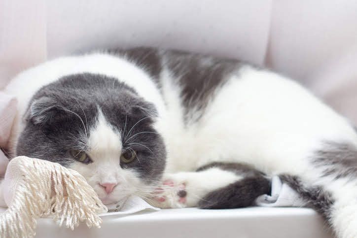 まったりしている猫