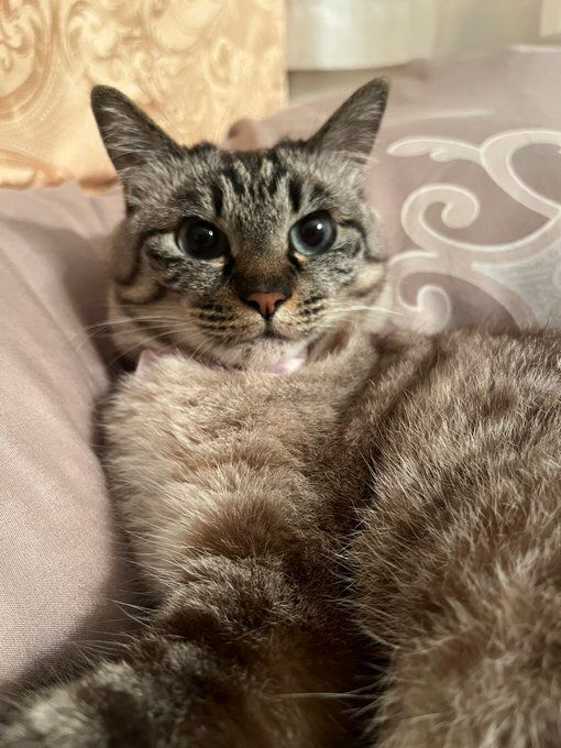 飼い主を見つめる猫