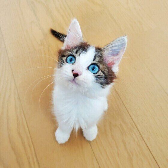 遊びに誘うキジ白猫