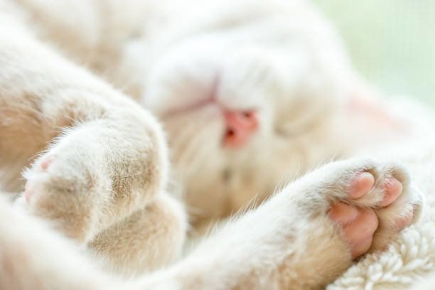 猫のリラックス