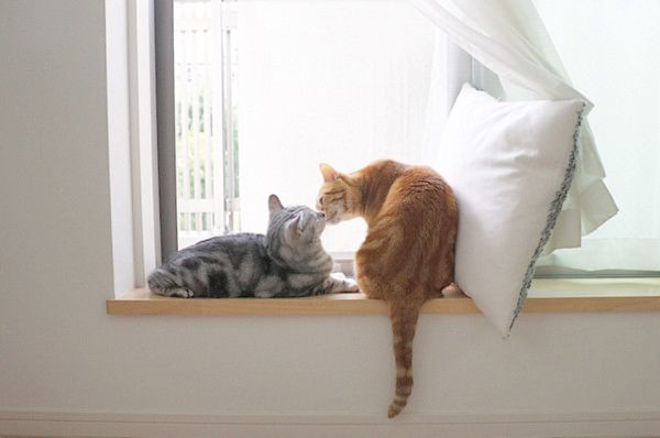 ほっこりする猫との暮らし