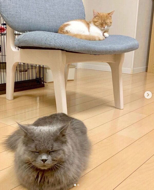 同じような表情をするウニちゃん、アオくん