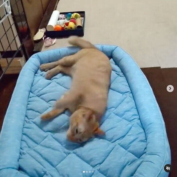 ニトリの猫グッズ