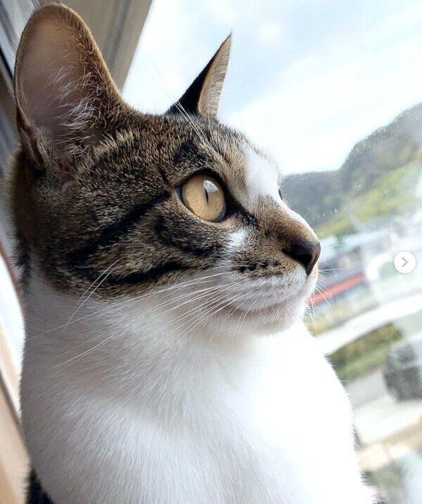 外を眺めるごんぞうくん