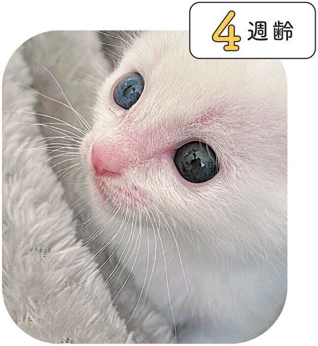 子猫のヒゲ
