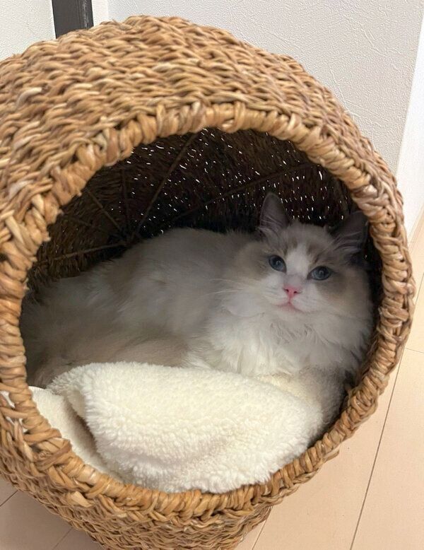 カゴの中でまったりしていたむぎちゃん