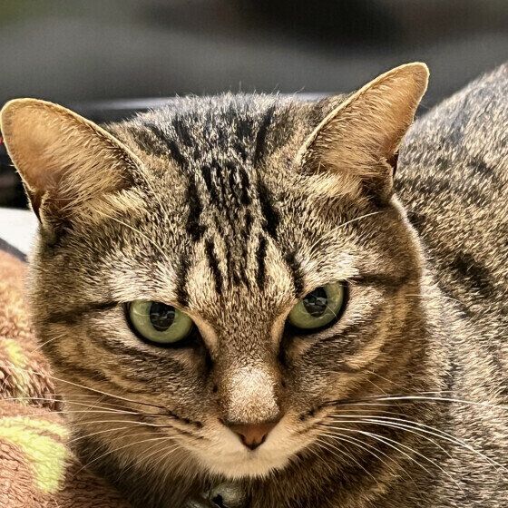 Mix（キジトラ）のうーさんちゃん♪