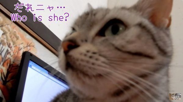 アメリカンショートヘアのあめちゃん