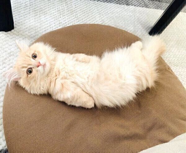 「エビフライ」のように見えるモニくん