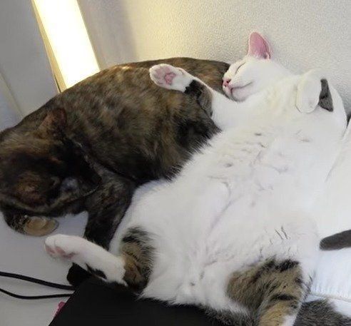 爆睡中の猫たち