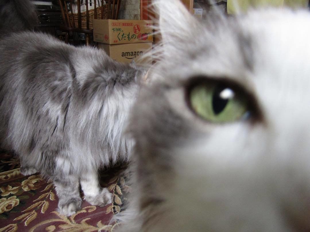 猫のゆきちゃんとサマーちゃん