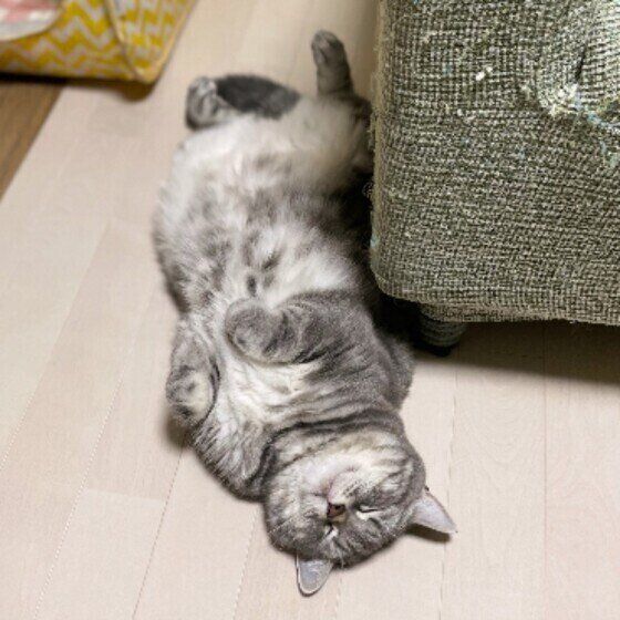 へそ天するノアちゃん（マンチカン）