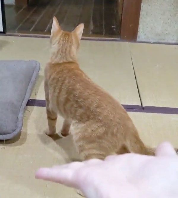 おもちゃで遊ぶ猫