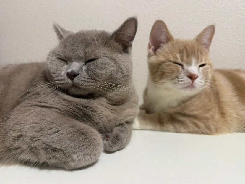スコティッシュフォールドとブリティッシュショートヘア